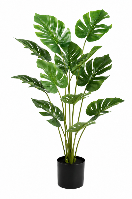 Monstera Bonsai Potted Plant