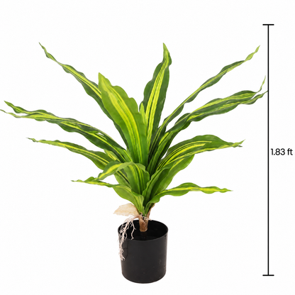 Faux Green Dracaena (1.85 ft H)