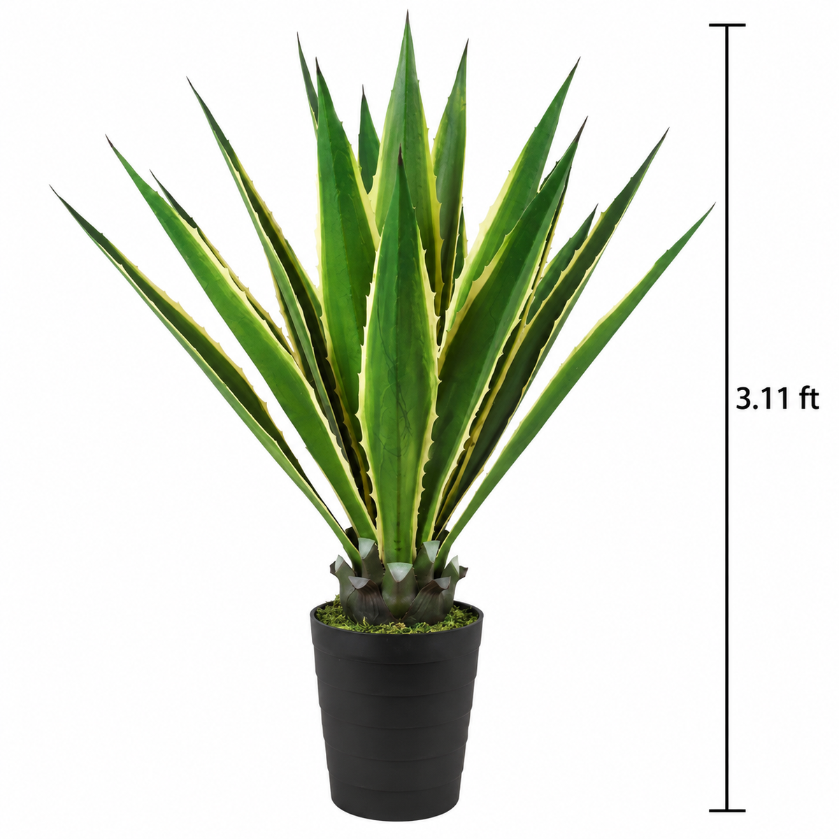 Faux Variegated Agave (3.12 ft H)