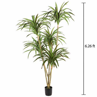 5-Head Fine Leaves Dracaena Tree (6.23 ft H)