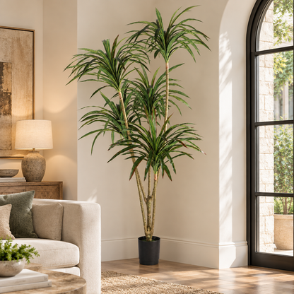 5-Head Fine Leaves Dracaena Tree (6.23 ft H)