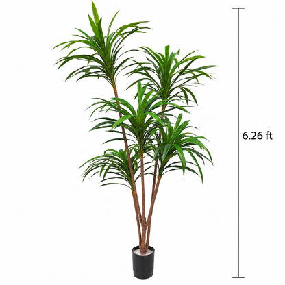 Faux 5-Head Broad Leaves Dracaena Tree (6.23 ft H)