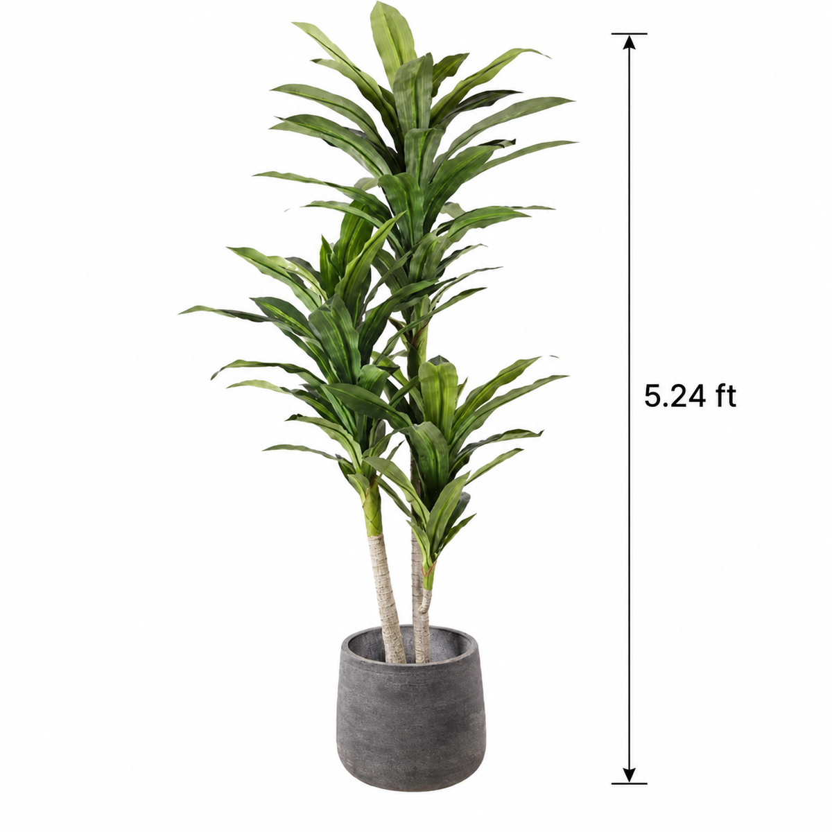 Faux Dracaena (5.25 ft H)
