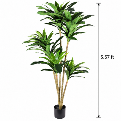Faux 5-Head Green Dracaena (5.58 ft H)